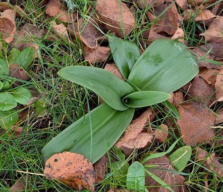 Himantoglossum hircinum  - Jacques Gilardin