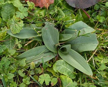 Ophrys sp.  - Jacques Gilardin