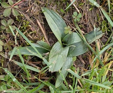 Ophrys apifera  - Jacques Gilardin