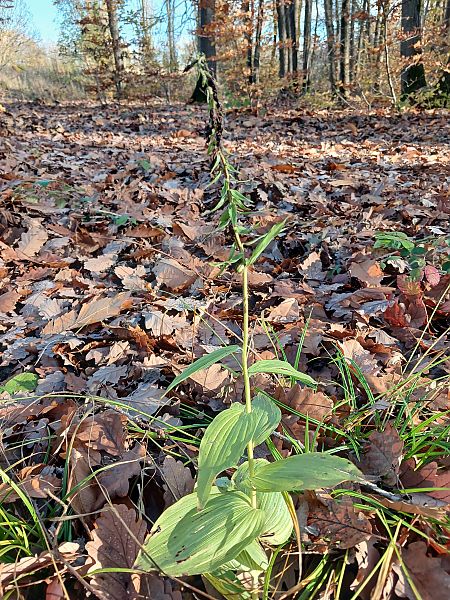 Epipactis helleborine  - José Miguel Martins Da Silva