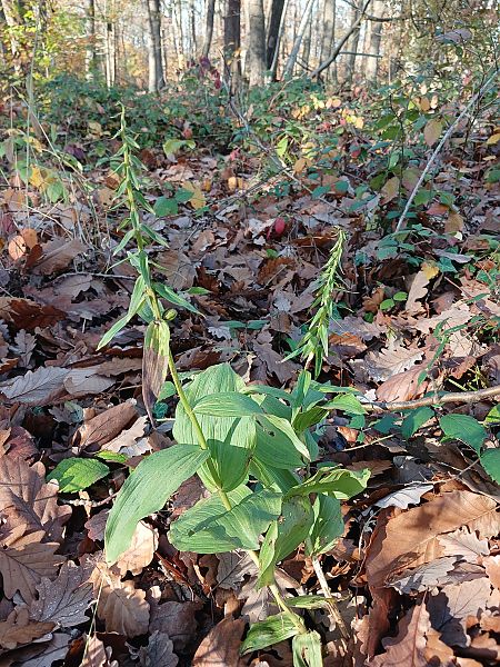 Epipactis helleborine  - José Miguel Martins Da Silva
