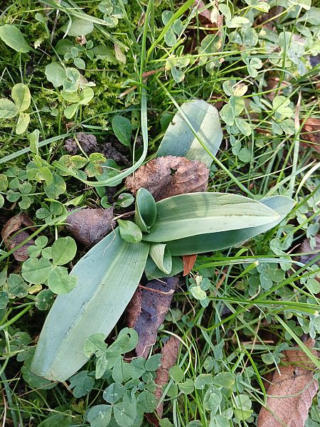 Ophrys apifera  - José Miguel Martins Da Silva