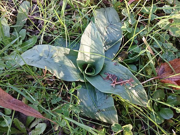Ophrys apifera  - José Miguel Martins Da Silva