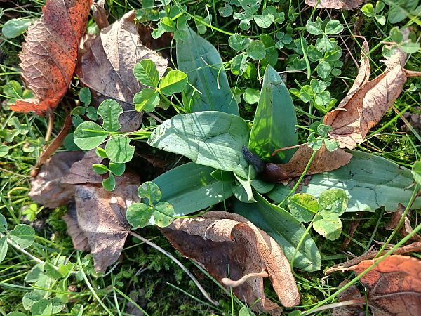 Ophrys apifera  - José Miguel Martins Da Silva