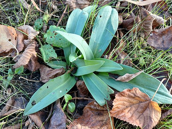 Ophrys apifera  - José Miguel Martins Da Silva