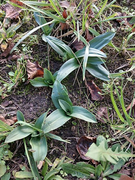 Ophrys apifera  - José Miguel Martins Da Silva