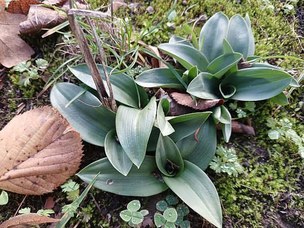 Ophrys apifera  - José Miguel Martins Da Silva
