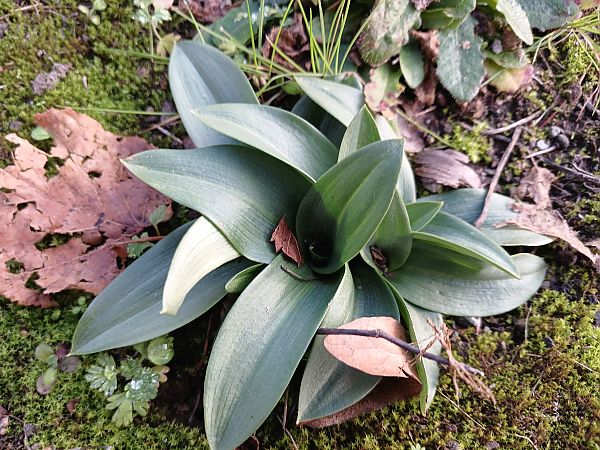 Ophrys apifera  - José Miguel Martins Da Silva