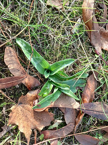 Ophrys apifera  - José Miguel Martins Da Silva