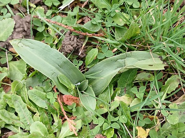 Ophrys apifera  - José Miguel Martins Da Silva
