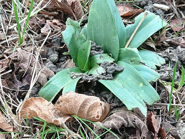 Ophrys apifera  - José Miguel Martins Da Silva