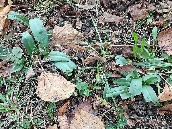 Ophrys apifera  - José Miguel Martins Da Silva