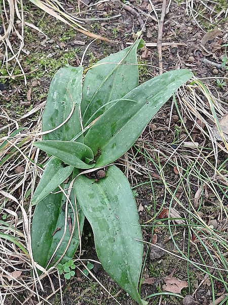 Himantoglossum hircinum  - José Miguel Martins Da Silva