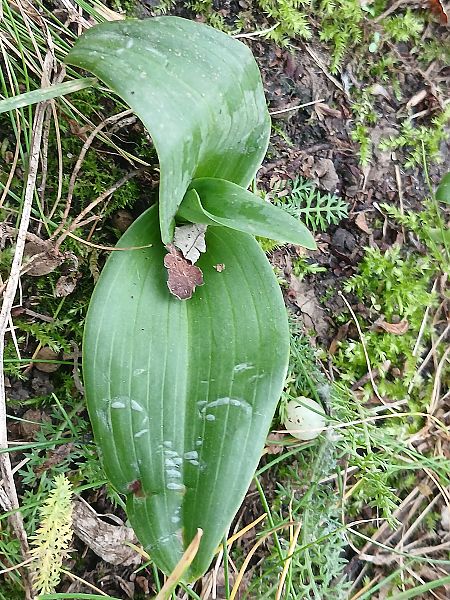 Himantoglossum hircinum  - José Miguel Martins Da Silva
