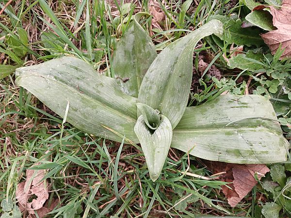 Himantoglossum hircinum  - José Miguel Martins Da Silva