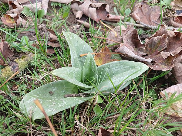 Himantoglossum hircinum  - José Miguel Martins Da Silva