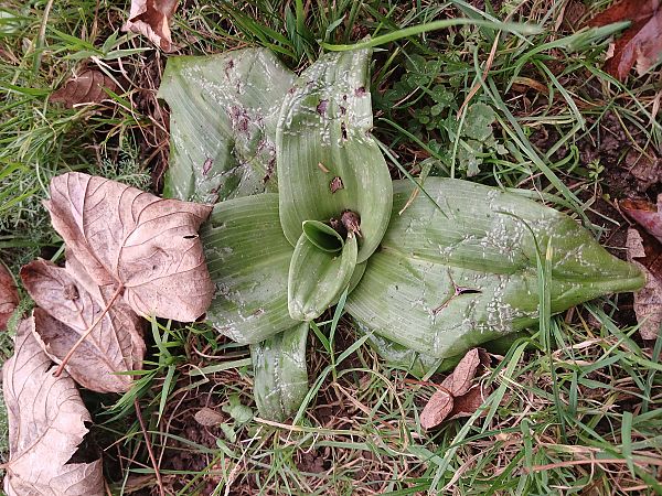 Himantoglossum hircinum  - José Miguel Martins Da Silva