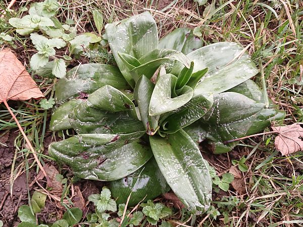 Himantoglossum hircinum  - José Miguel Martins Da Silva
