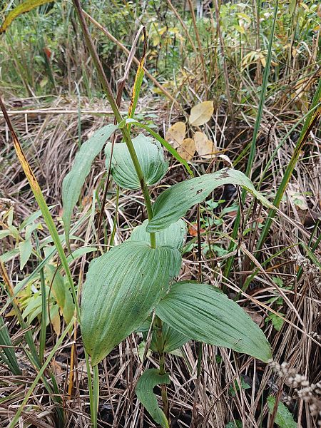 Epipactis helleborine  - José Miguel Martins Da Silva