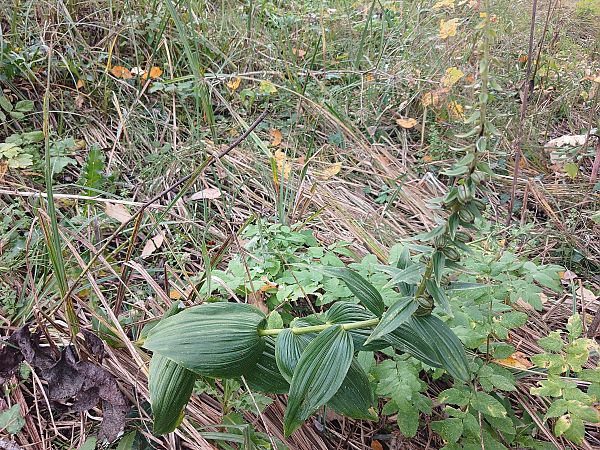 Epipactis helleborine  - José Miguel Martins Da Silva