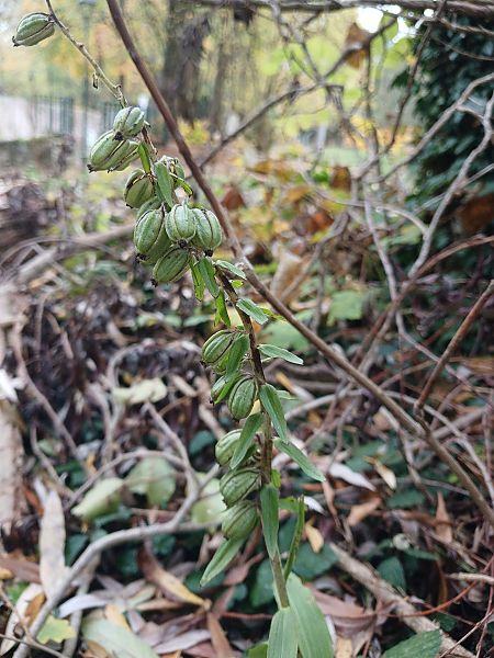 Epipactis helleborine  - José Miguel Martins Da Silva