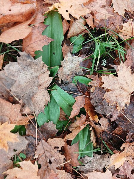 Himantoglossum hircinum  - José Miguel Martins Da Silva