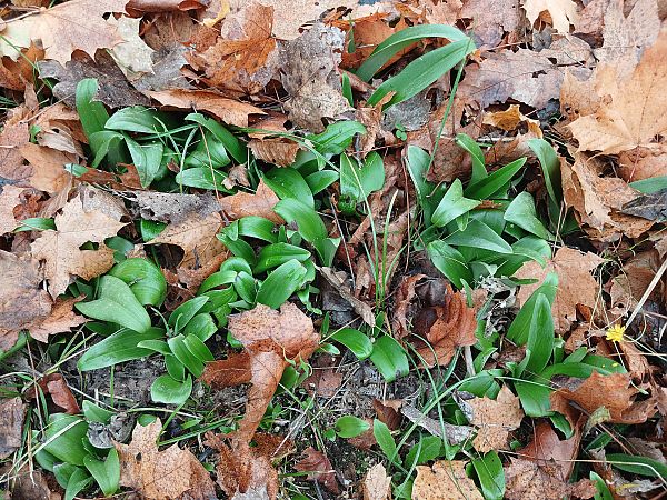 Himantoglossum hircinum  - José Miguel Martins Da Silva