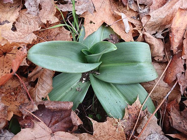 Himantoglossum hircinum  - José Miguel Martins Da Silva