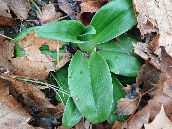 Himantoglossum hircinum  - José Miguel Martins Da Silva