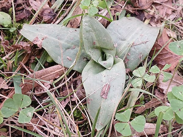 Ophrys apifera  - José Miguel Martins Da Silva