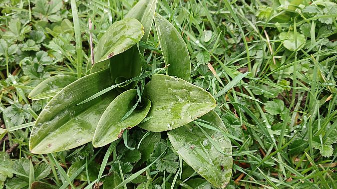 Himantoglossum hircinum  - José Miguel Martins Da Silva