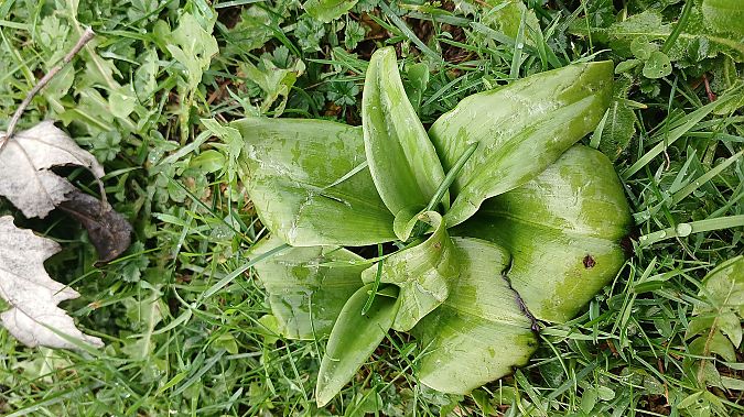 Himantoglossum hircinum  - José Miguel Martins Da Silva