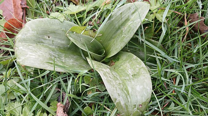 Himantoglossum hircinum  - José Miguel Martins Da Silva