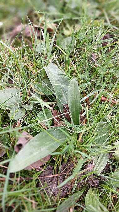 Ophrys apifera  - José Miguel Martins Da Silva