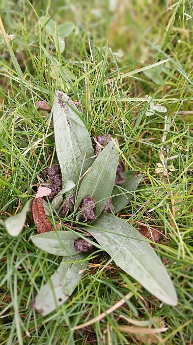Ophrys apifera  - José Miguel Martins Da Silva