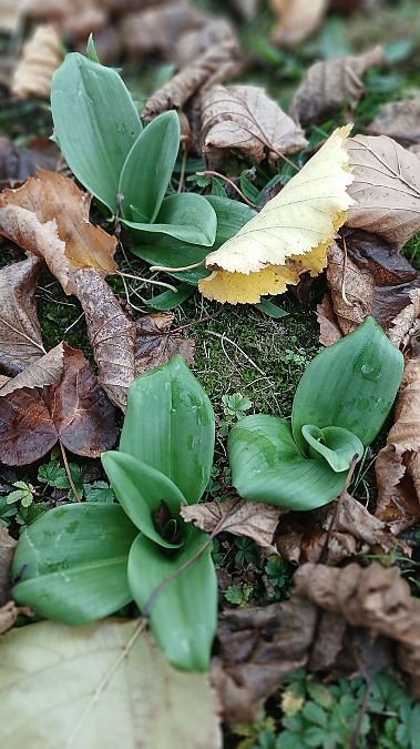Himantoglossum hircinum  - José Miguel Martins Da Silva