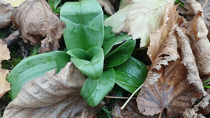 Himantoglossum hircinum  - José Miguel Martins Da Silva