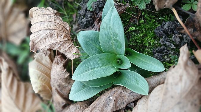 Ophrys apifera  - José Miguel Martins Da Silva
