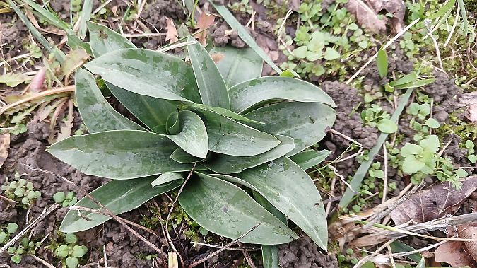 Ophrys apifera  - José Miguel Martins Da Silva