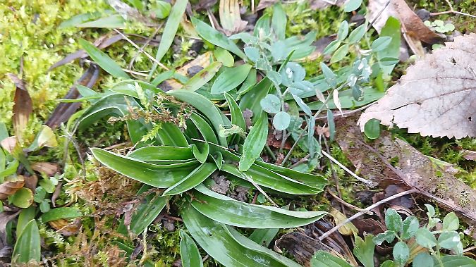 Anacamptis pyramidalis  - José Miguel Martins Da Silva
