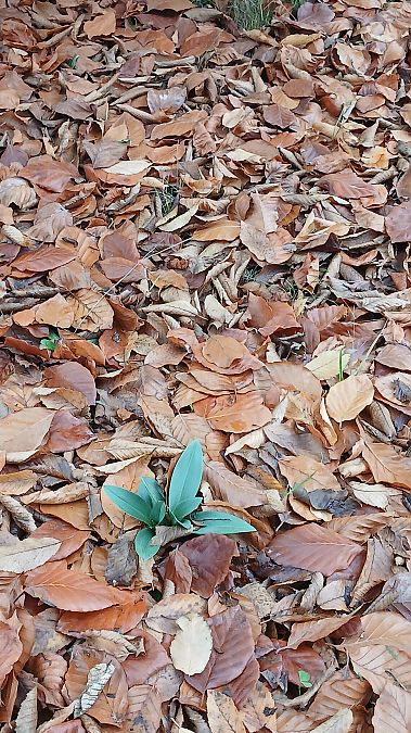 Ophrys apifera  - José Miguel Martins Da Silva