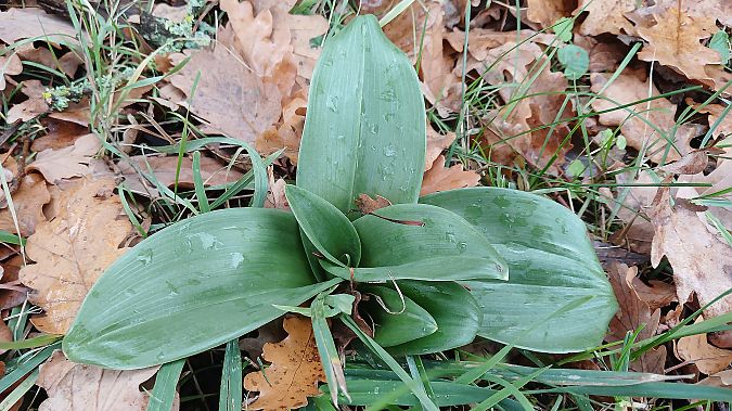 Himantoglossum hircinum  - José Miguel Martins Da Silva