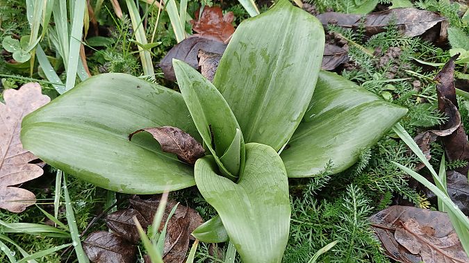 Himantoglossum hircinum  - José Miguel Martins Da Silva