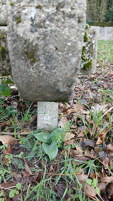 Himantoglossum hircinum  - José Miguel Martins Da Silva