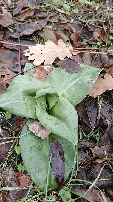 Himantoglossum hircinum  - José Miguel Martins Da Silva