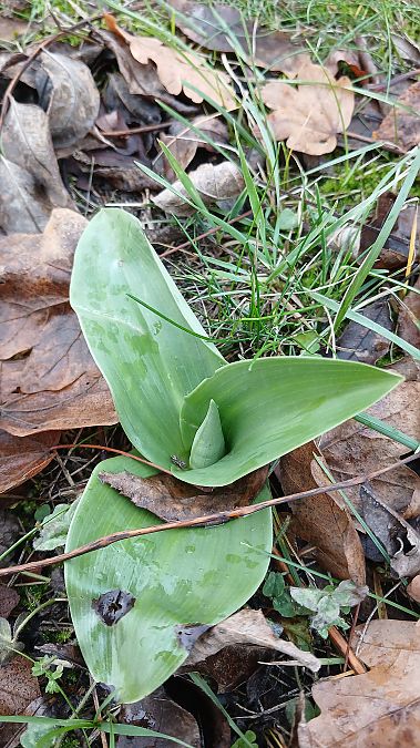 Himantoglossum robertianum  - José Miguel Martins Da Silva