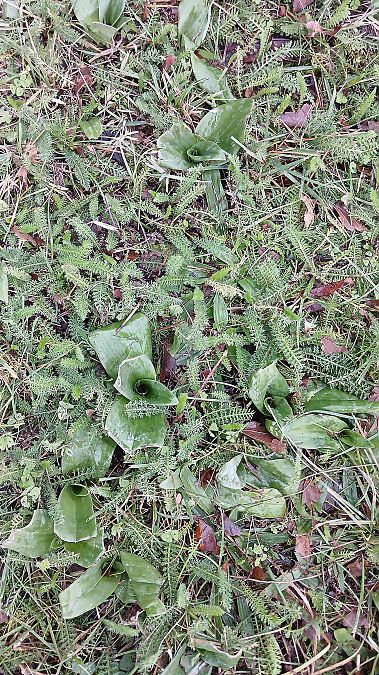 Himantoglossum hircinum  - José Miguel Martins Da Silva