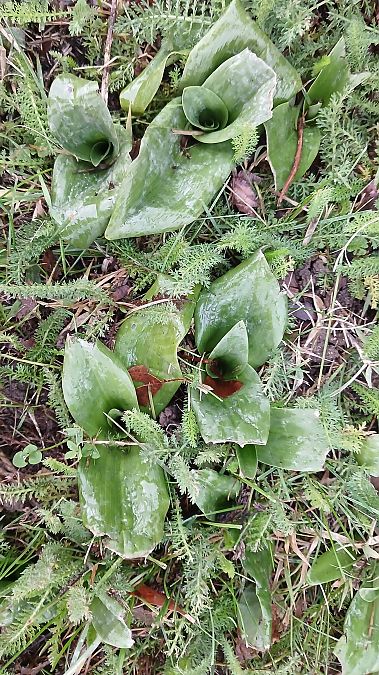 Himantoglossum hircinum  - José Miguel Martins Da Silva