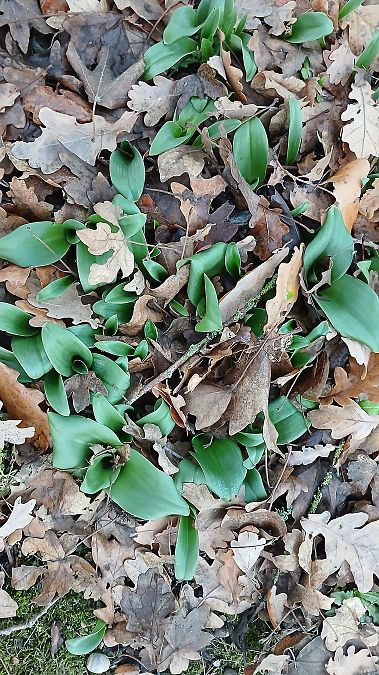 Himantoglossum hircinum  - José Miguel Martins Da Silva