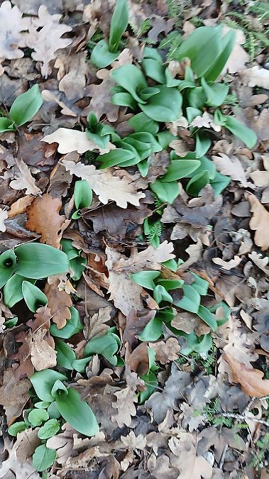 Himantoglossum hircinum  - José Miguel Martins Da Silva